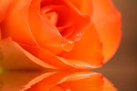 abstract flower with soft focus for effect の写真素材