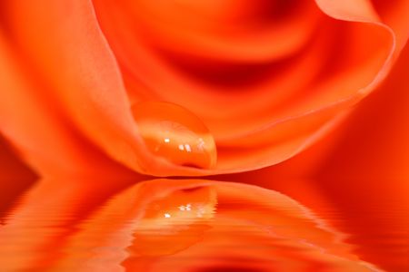 abstract flower with soft focus for effect の写真素材