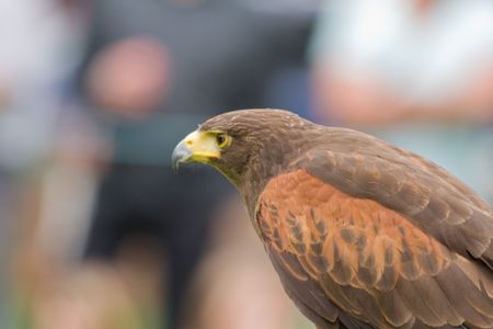 a harris hawk bird of preyの写真素材