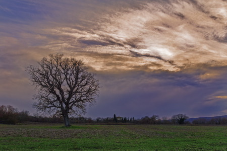 Solitary oak stripsの写真素材