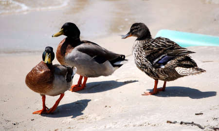 Three wild ducks walking on a beach.の写真素材