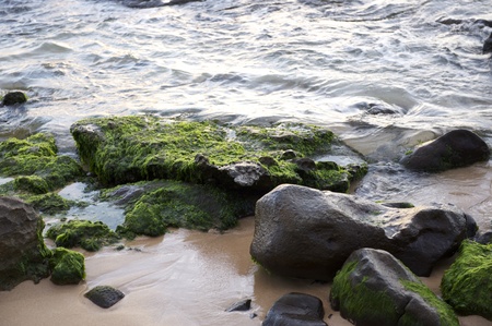Pacific coast with Turtle-Weed at Hawaii