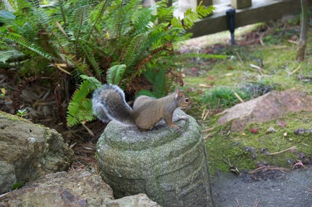 Squirrel in Gardenの写真素材