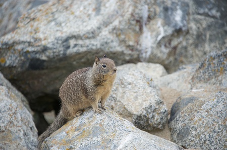Squirrel Watching The Sceneの写真素材