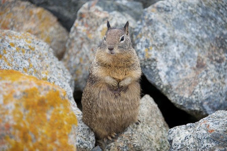 Squirrel Watching The Sceneの写真素材