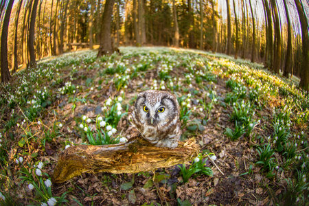 The boreal owl (Aegolius funereus) the small Owl comes alive in the spruce and fir forests. Spring Snowflake (Leucojum vernum) is a flowering plant in the spring forest.の写真素材