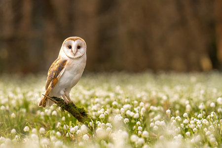 Barn Owl (Tyto alba) sitting on a tree branch with Spring Snowflake (Leucojum vernum).の写真素材