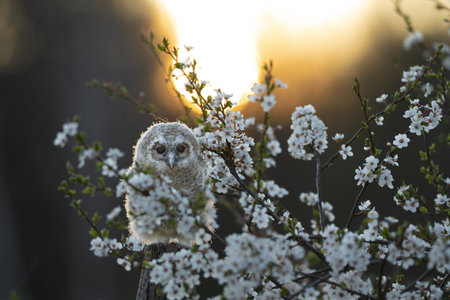 Juvenile Tawny owl (Strix aluco) just out from the nest in a cherry plum (Prunus cerasifera). In spring cherry plum intensely fragrant flowers and one of the first blossom trees.の写真素材