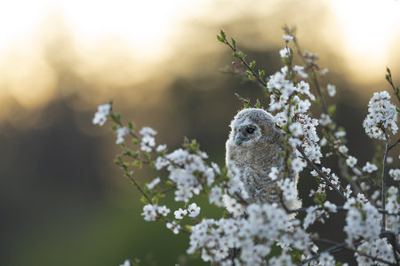 Juvenile Tawny owl (Strix aluco) just out from the nest in a cherry plum (Prunus cerasifera). In spring cherry plum intensely fragrant flowers and one of the first blossom trees.の写真素材