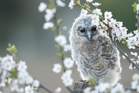Juvenile Tawny owl (Strix aluco) just out from the nest in a cherry plum (Prunus cerasifera). In spring cherry plum intensely fragrant flowers and one of the first blossom trees.の写真素材