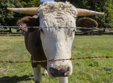 Cow closeup