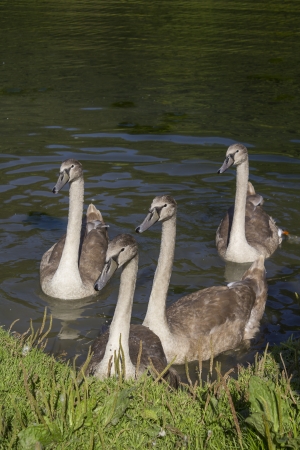 Young swansの写真素材