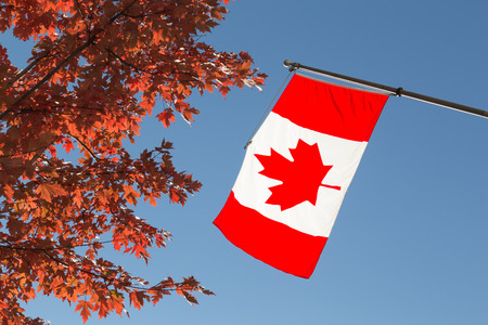 The Canadian National Flag and a Maple Treeの写真素材