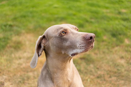 Weimaranerの写真素材