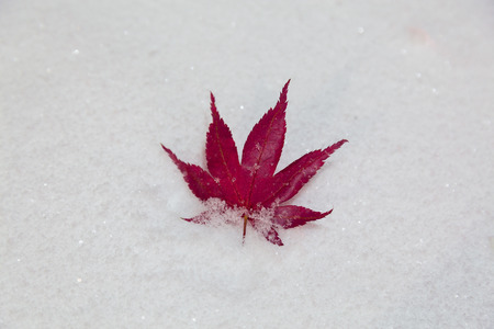 Red Maple Leaf in the Snowの写真素材