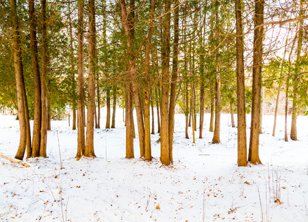 Trees and snow outside in the winter in Canada with copy spaceの写真素材