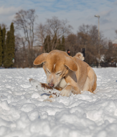 A dog outside in the snow with a stick during the dayの写真素材