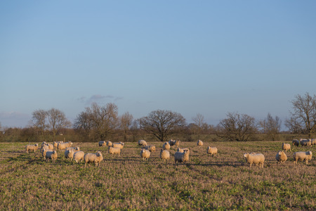 Large amounts of sheep in a fieldの写真素材