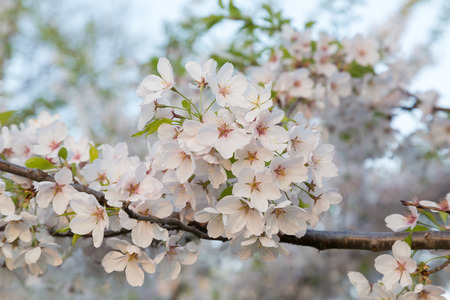 Closeup to a bunch of cherry blossoms on a Sakura tree during the springの写真素材