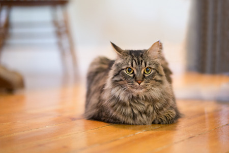 A closeup to a Maine Coon Cat resting on it's stomach inside. There is space for text.の写真素材