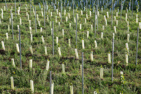 VIENNA, AUSTRIA - 4TH SEPTEMBER 2015: New Grape Vine Plantations in Vienna with a plastic watering device at the base of them.のeditorial素材