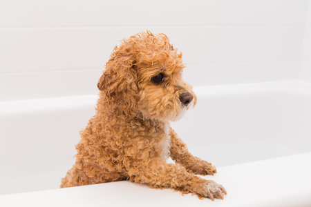 Closeup to a Poodle Dog that has just had a bath in a bathroom tub.