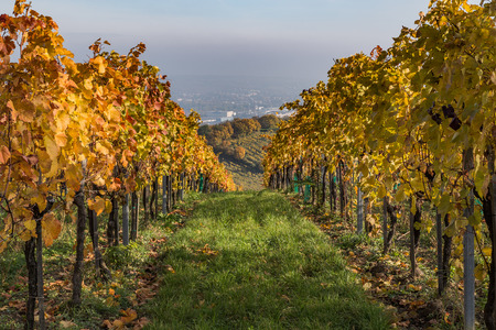 Colourful leaves on Vineyard Plantations in Austria during the Autumnの写真素材