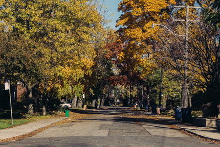 TORONTO, CANADA - 29TH OCTOBER 2014: Streets of Toronto during the Fall. Colourful Trees can be seen lining the road.のeditorial素材
