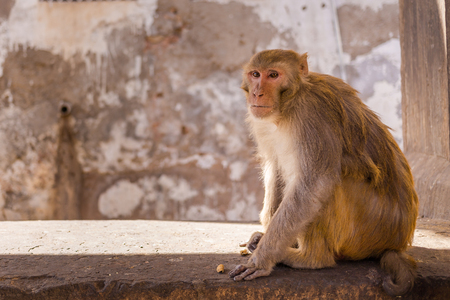 Closeup to a Monkey sitting on a wall in Jaipur, India. There is space for text.の写真素材