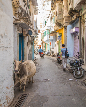 UDAIPUR, INDIA - 20TH MARCH 2016: A view along streets of Udaipur. People, Motorbikes, buildings and a cow can be seen.のeditorial素材