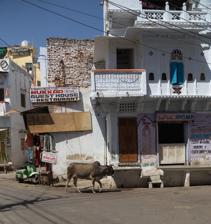 UDAIPUR, INDIA - 20TH MARCH 2016: A cow wandering along roads and streets in central Udaipur during the dayのeditorial素材