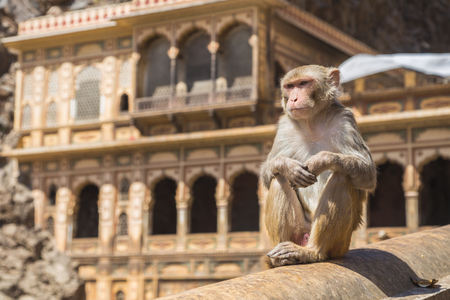 Adult monkey sitting on a wall in Jaipur, India during the day.の写真素材