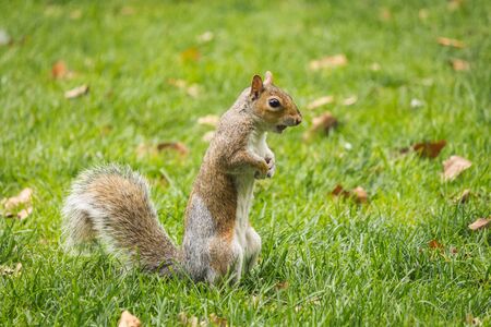 Closeup to a grey squirrel in London. The squirrel appears to be very alertの写真素材