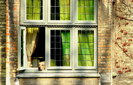 Dog, watching in a windowの写真素材