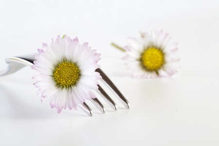 daisyの写真素材