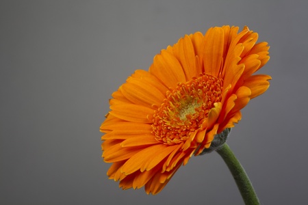 Gerberaの写真素材