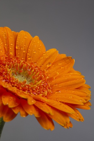 Gerberaの写真素材