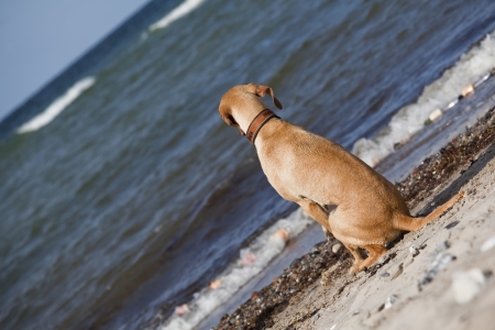 dog on the beachの写真素材