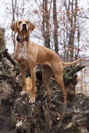 Viszla Dalmatian Mix in the forest