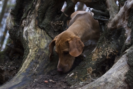 Viszla Dalmatian Mix in the forestの写真素材