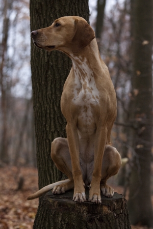 Viszla Dalmatian Mix in the forestの写真素材