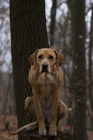 pointer dog in the forestの写真素材