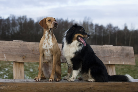 australian shepherd and magyar Vizsla