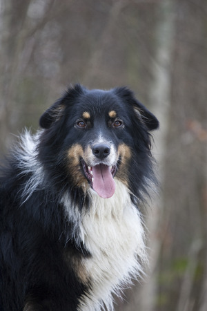 outdoor australian shepherd portraitの写真素材