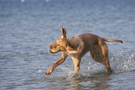 Dog at the beachの写真素材