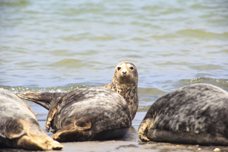 Halichoerus grypusの写真素材