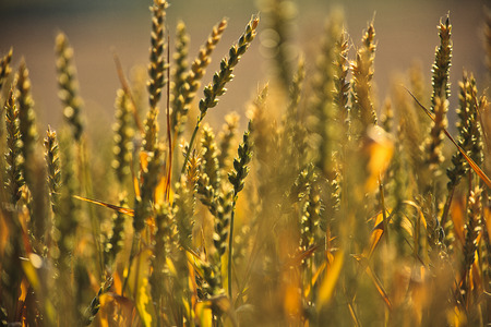GrÃ¤ser in der Abendstimmung