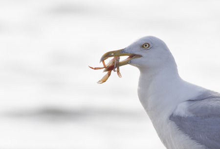 Larus michahellisの写真素材