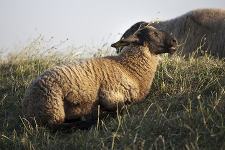 sheepの写真素材