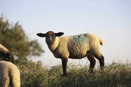 sheep